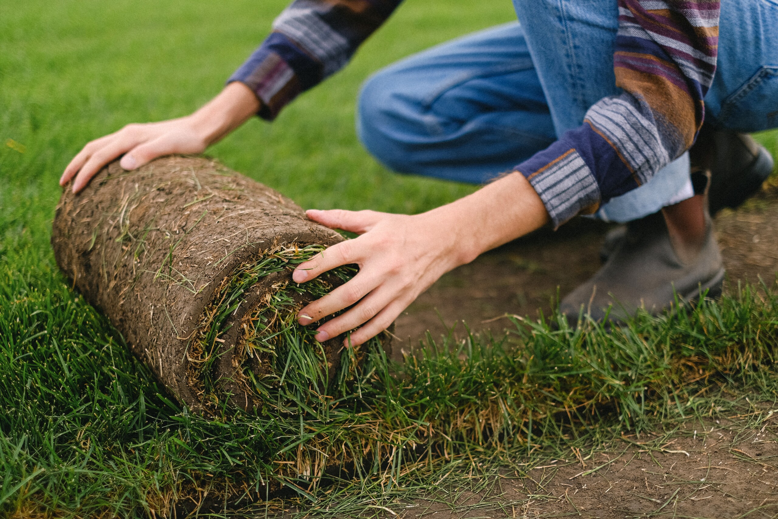 How to Tell if Your Sod Is Rooted